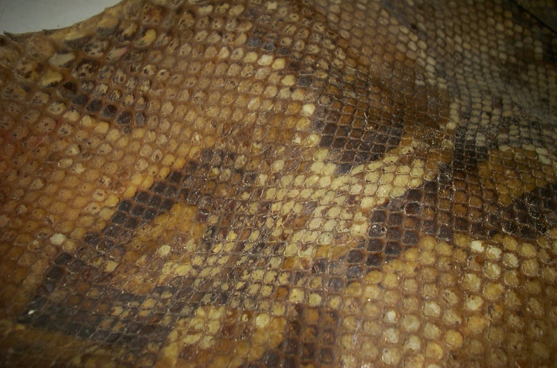 Comment restaurer une peau de serpent? Photo_26