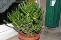 Crassula ... ? Crassu10