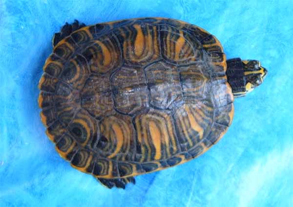 Identification de ma tortue Tortue11