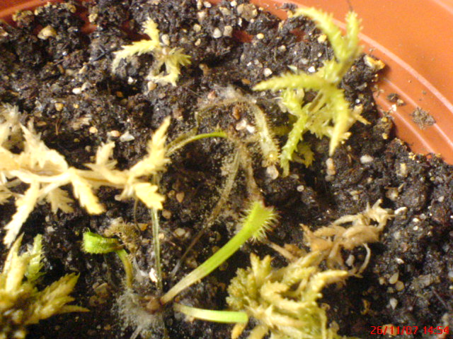 moisissure blanche sur capensis (ex filiformis) Dsc00313