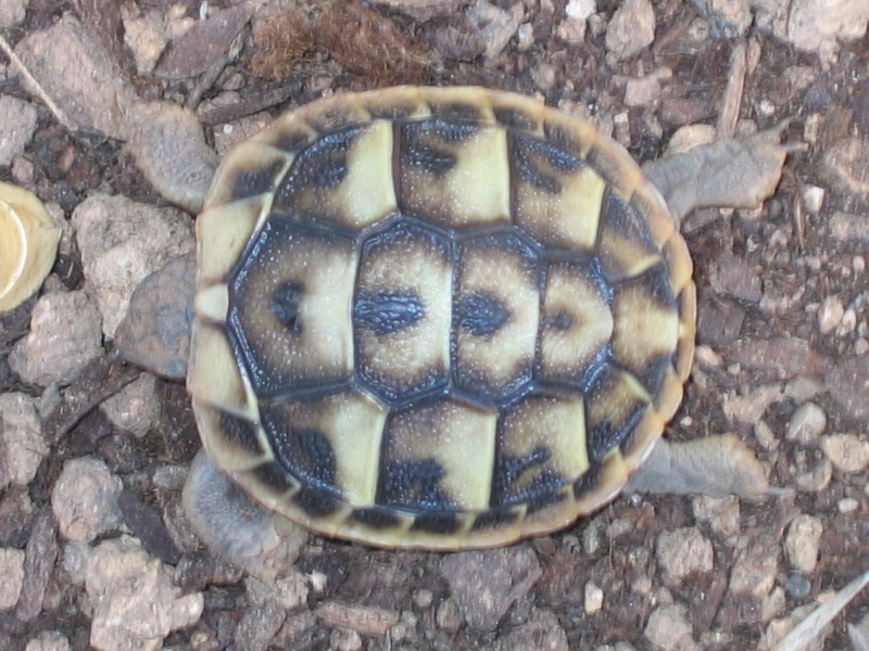 Identification de mes tortues Jo_210