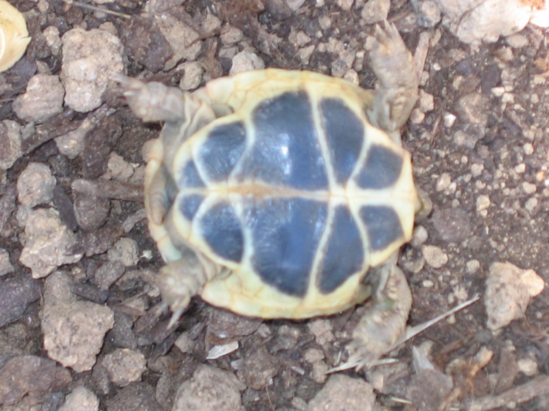 Identification de mes tortues Jo_310