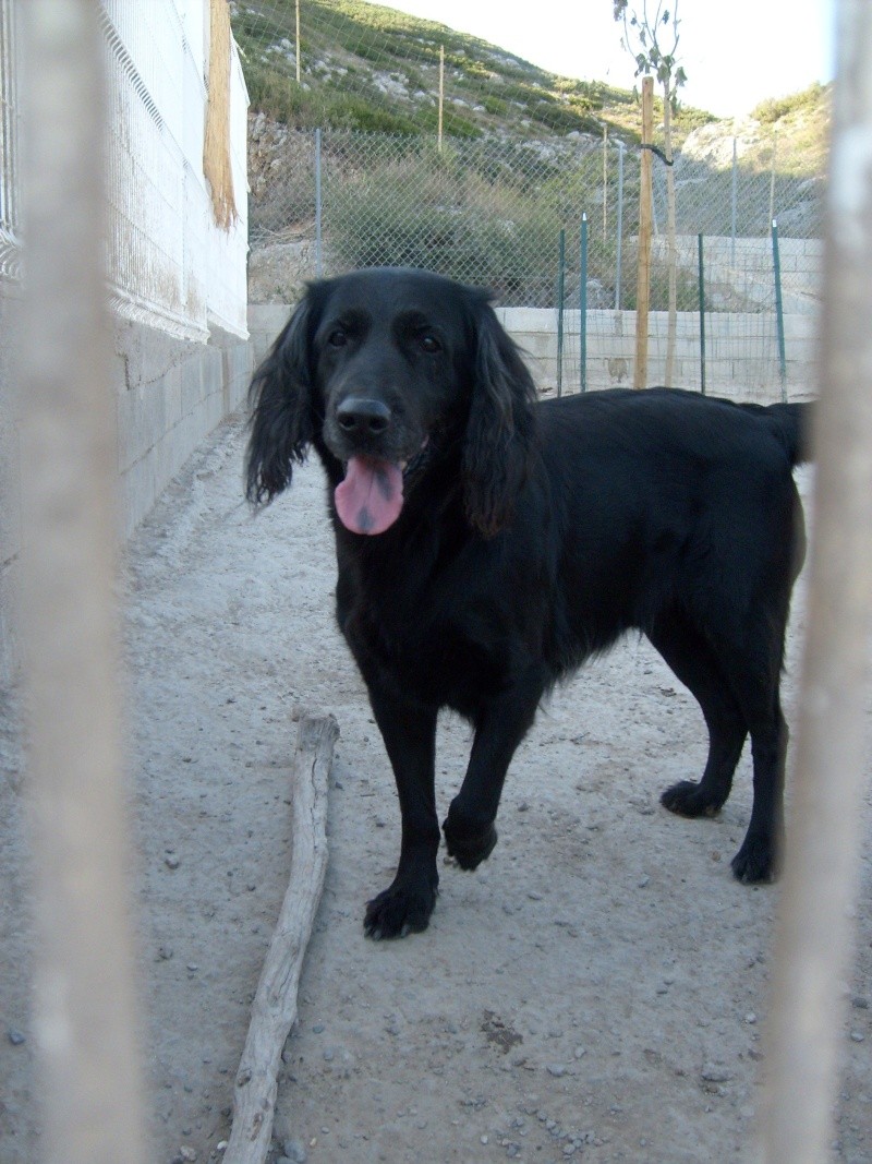 11 - TINA x setter labrador de couleur noire Tina10