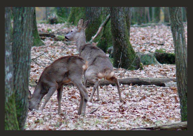 Sortie parc animalier de clairefontaine (78) le 10/11/2007 - Page 3 P1040315