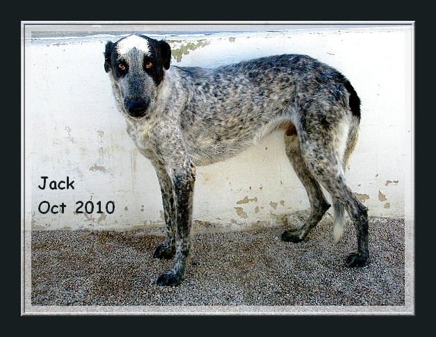 CH - JACK croisé galgo, 2-3 ans... MIGA Jack_a12