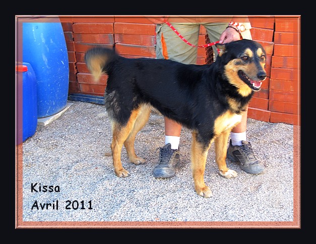 Kissa x nordique, 3 ans, REF Espagne, adoptable en Suisse DECEDEE Kissa_12