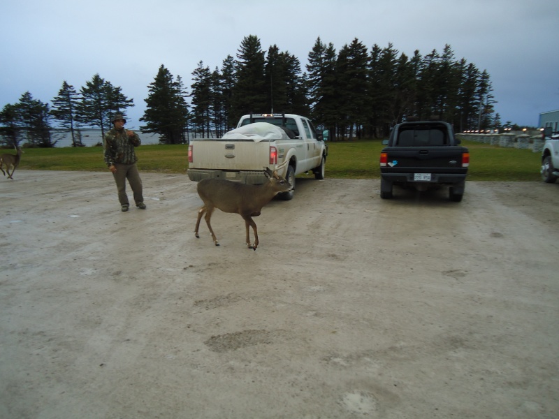 Retour d'Anticosti (chasse réussi) Dsc00511