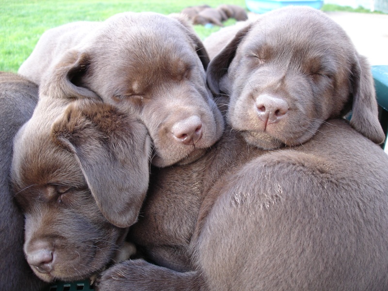 Concours photos :"Mon chien dort dans des positions acrobatiques..." - Page 2 Dsc04511