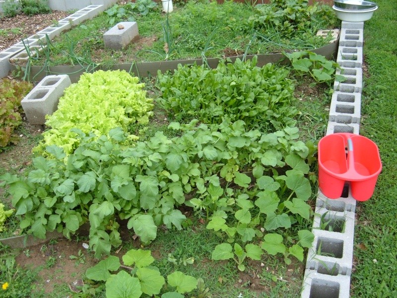 Garden 2011 16610