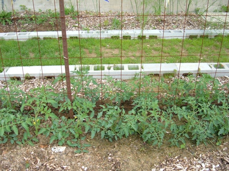 Garden 2011 17510