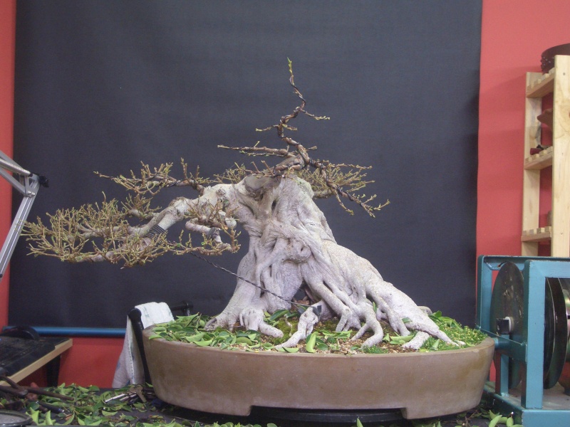 Ficus "Decapitado" Ficus_33