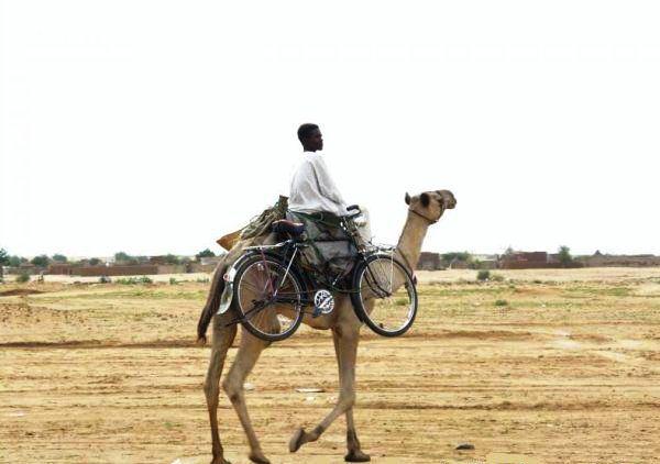 كسل السودانيين بالصور‏ 253