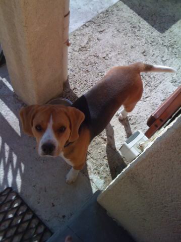 EGONE, beagle mâle LOF, 1 an  Beagle10