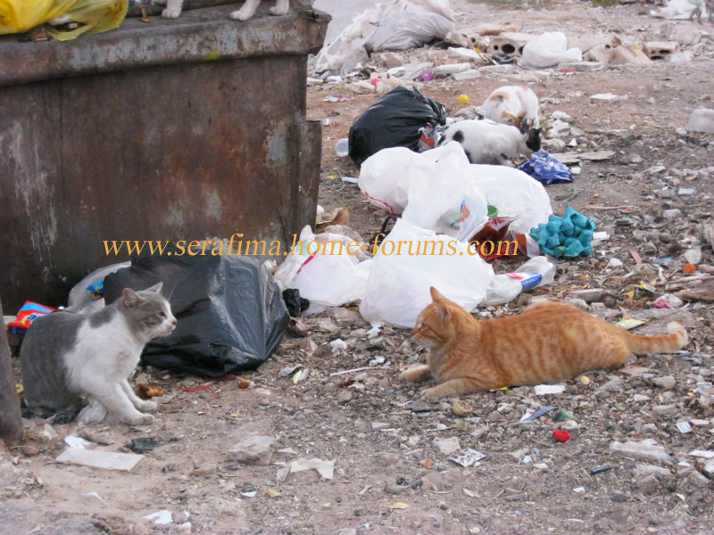 Иордания. Амман. Jordan. Amman - Страница 4 Img_0124