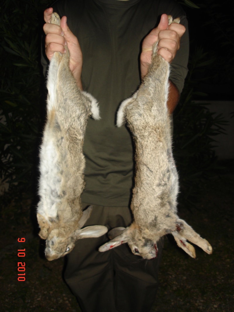 Lapin de garenne - Page 6 Dsc06411