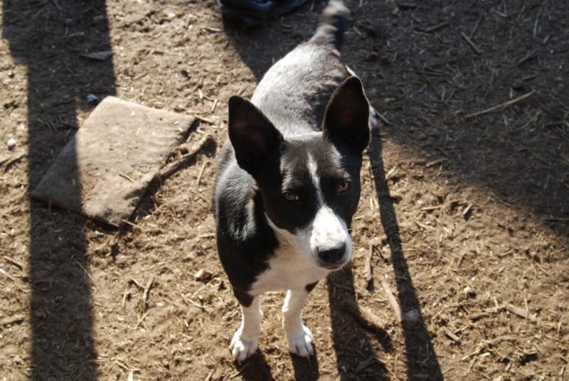 Elios, mâle, type Border Collie, 15 mois Elios10