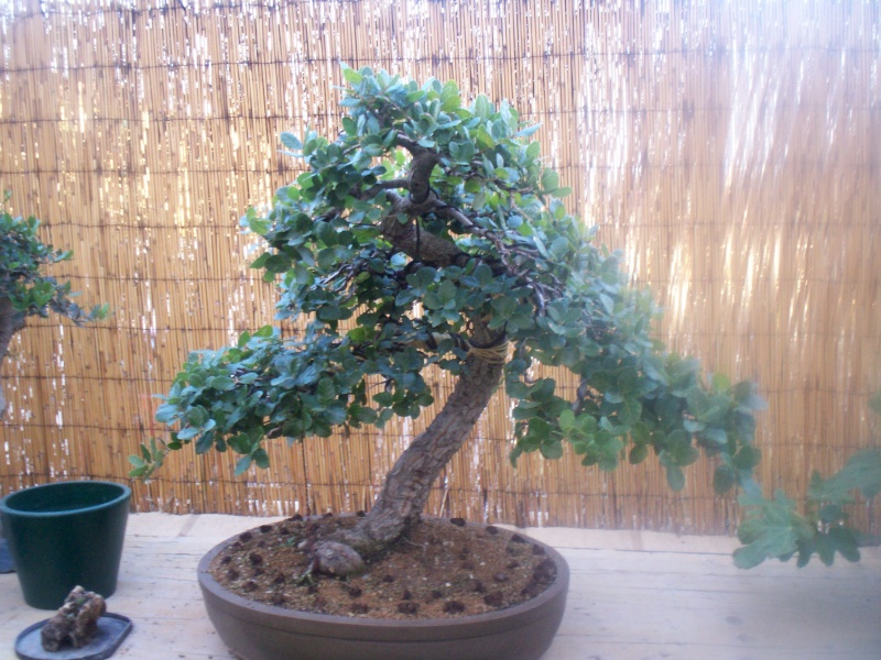 Pequeñas evoluciones : Ficus Retusa. 100_0110
