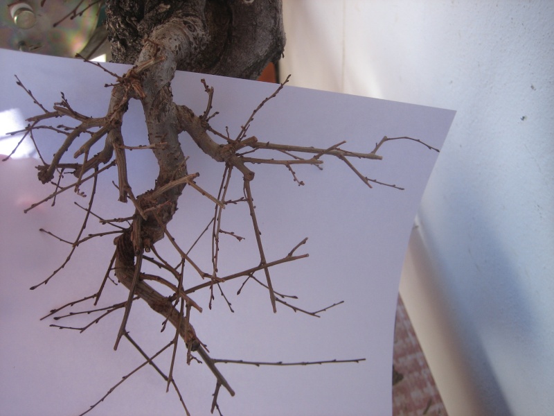 Pequeñas evoluciones : Ficus Retusa. - Página 7 Img_1312