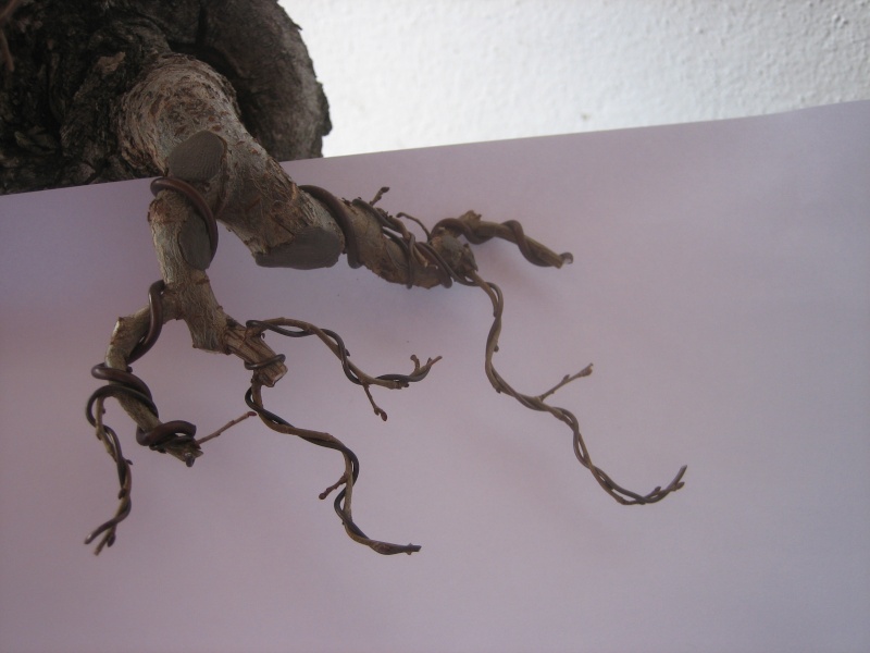 Pequeñas evoluciones : Ficus Retusa. - Página 7 Img_1313