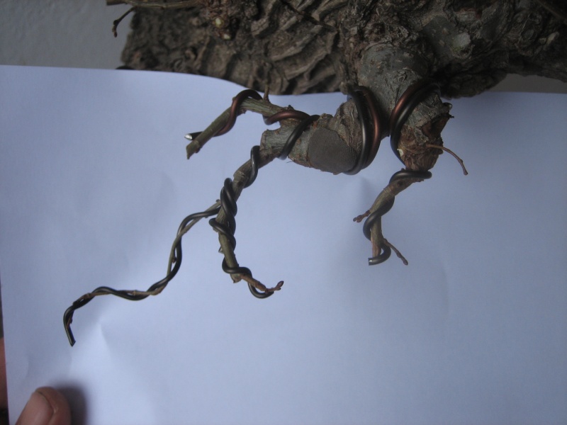 Pequeñas evoluciones : Ficus Retusa. - Página 7 Img_1316