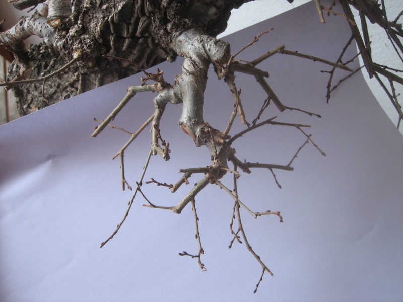 Pequeñas evoluciones : Ficus Retusa. - Página 7 Img_1317