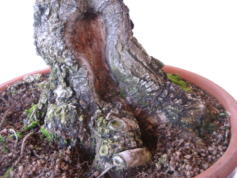 Pequeñas evoluciones : Ficus Retusa. - Página 7 Img_1610