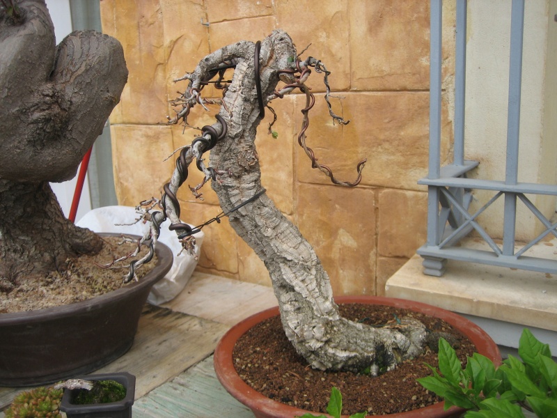 Pequeñas evoluciones : Ficus Retusa. Img_6910