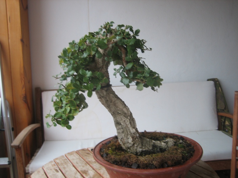 Pequeñas evoluciones : Ficus Retusa. Img_7711
