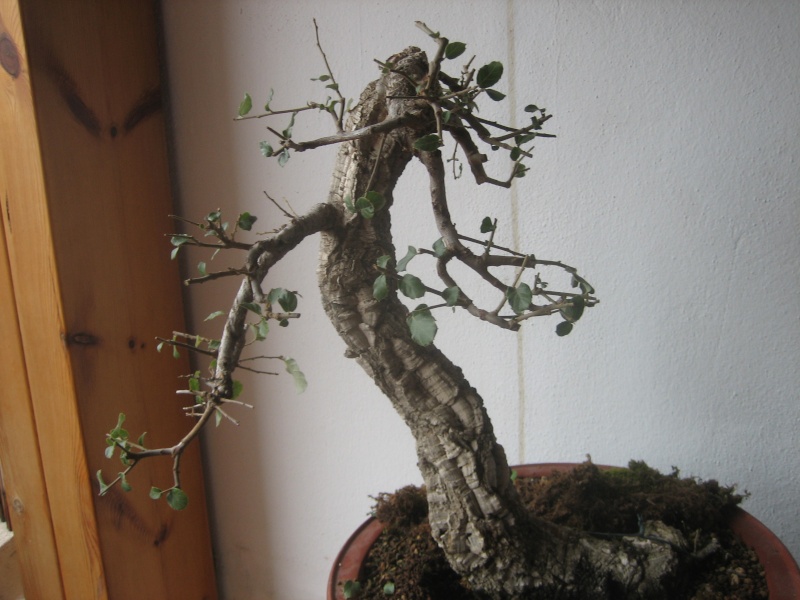 Pequeñas evoluciones : Ficus Retusa. - Página 2 Img_8415