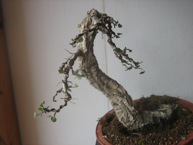 Pequeñas evoluciones : Ficus Retusa. - Página 2 Img_8416