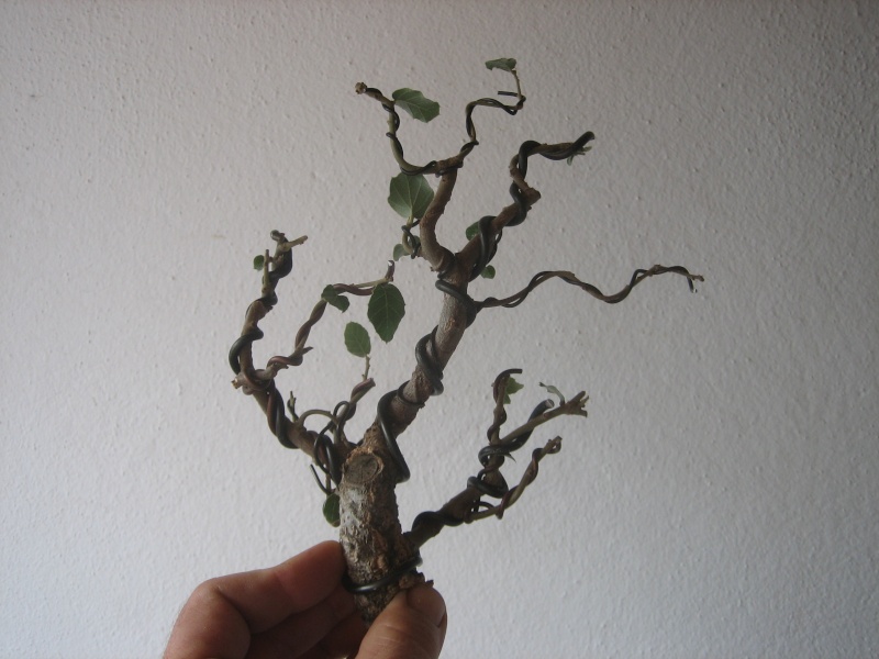 Pequeñas evoluciones : Ficus Retusa. - Página 2 Img_8611