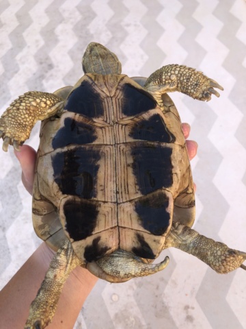 Identification tortue 1 4fe4b910