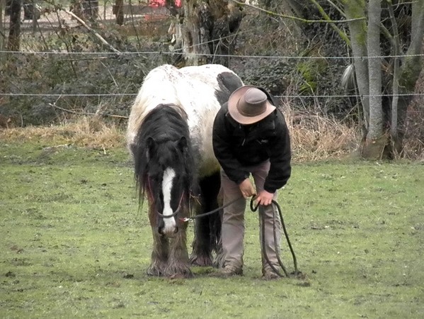 Bowy, hongre pie bai 8 ans P2260012