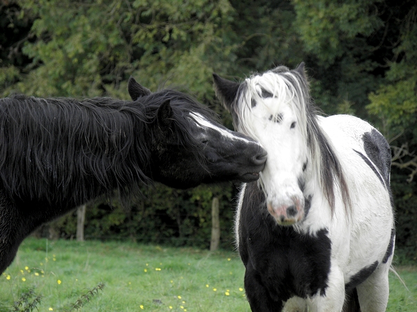 Scoubidou et Lionel !! - Page 5 Pa190052