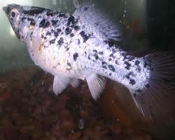 تكاثر سمكة المولي بالصور (اسماك المياه العذبة) Imafgs10