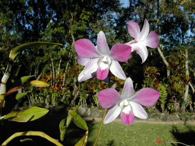 POUR LES AMOUREUX DES ORCHIDEES--- - Page 5 Orchid10