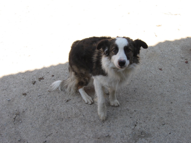 BORDER COLLIE A DONNER Photo_11