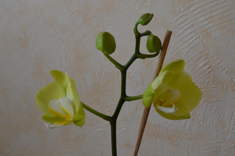 des nouvelles de mon orchidée !!! Dsc_0510