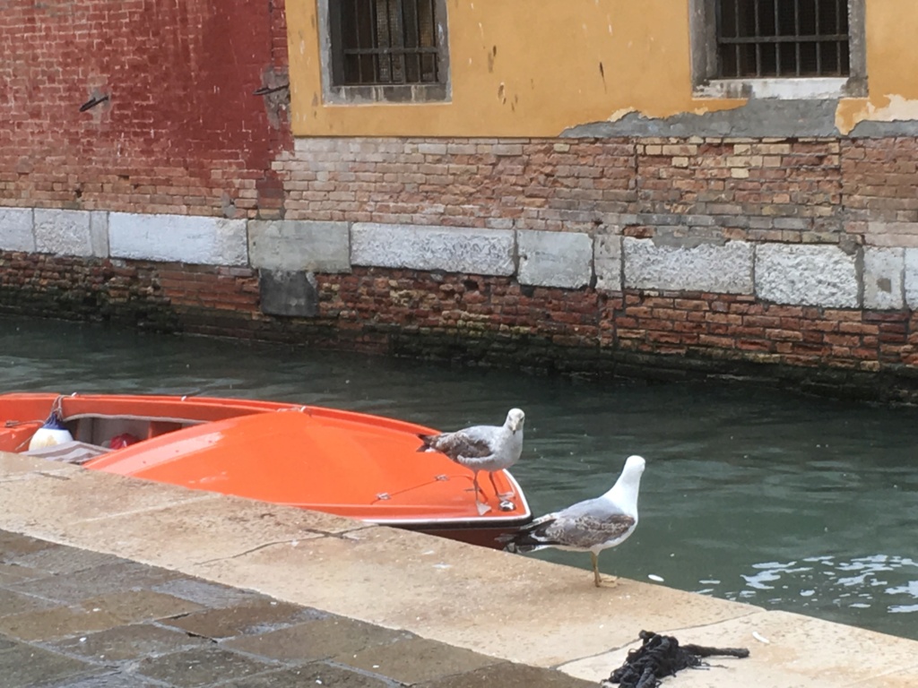 Venise 2019 - Page 2 Img_0716
