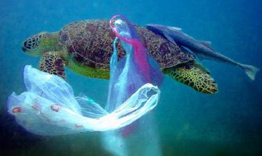 Contre la plastification des océans  Captur10