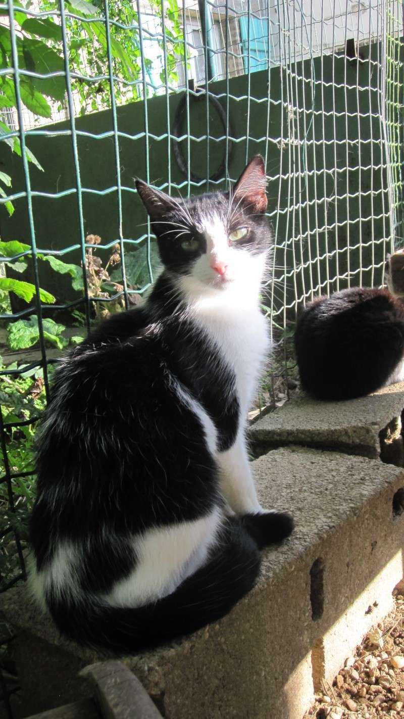 Cassandre, adorable chatte noire et blanche Cassan12