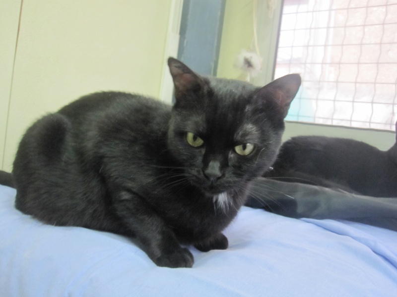 Crevette, chatte noire 4 ans avec problème cardiaque Crevet10