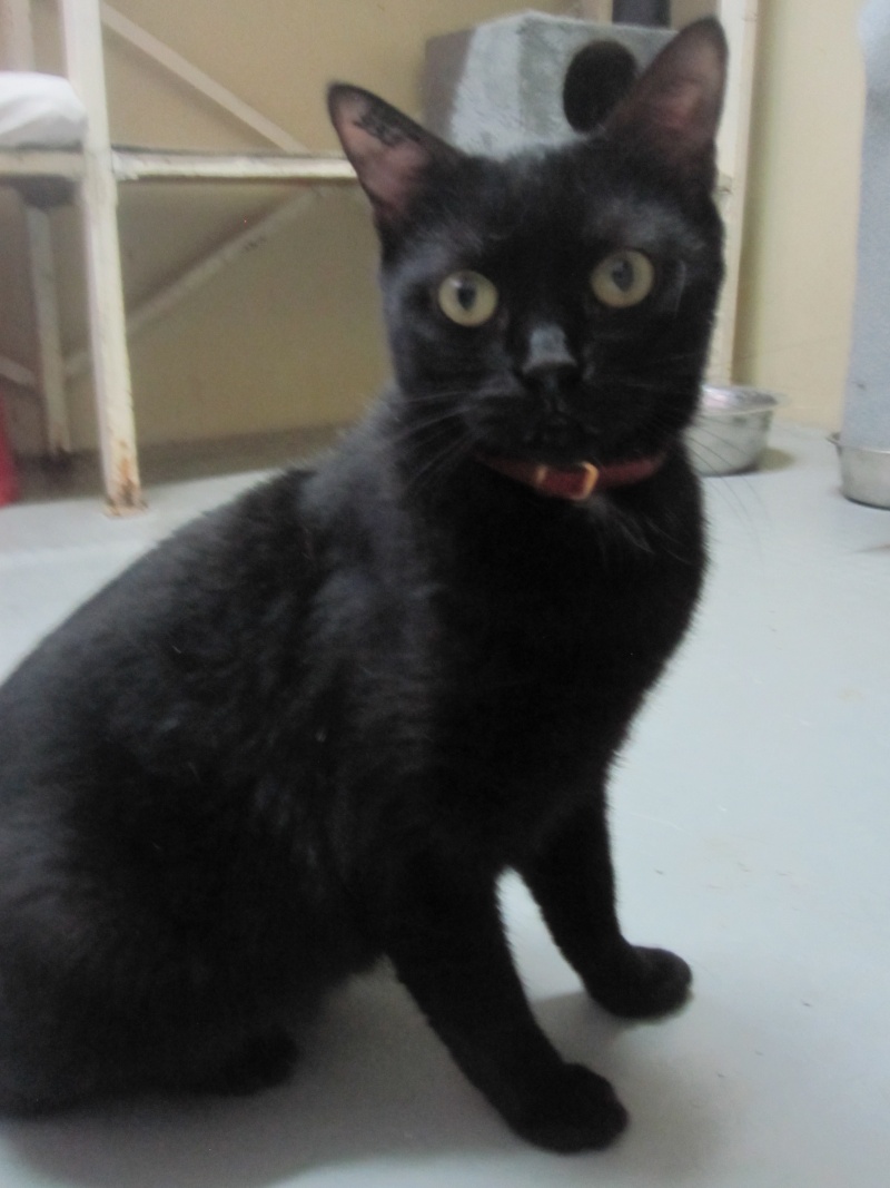 Crevette, chatte noire 4 ans avec problème cardiaque Crevet12