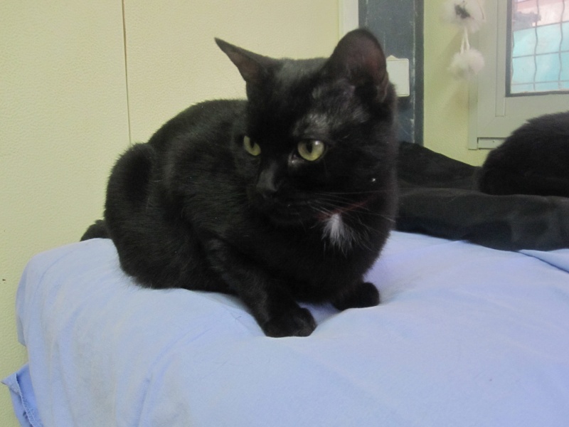Crevette, chatte noire 4 ans avec problème cardiaque Crevet13