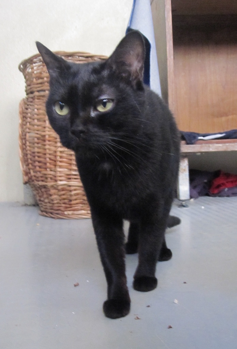 Crevette, chatte noire 4 ans avec problème cardiaque Crevet16