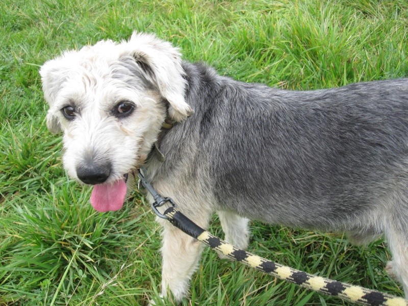 Loulou, croisé fox terrier de 7 ans Loulou10