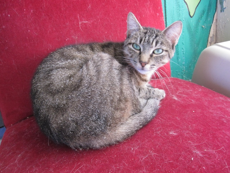 Praline, chatte tigrée aux yeux verts de 2 ans, stérilisée Pralin12