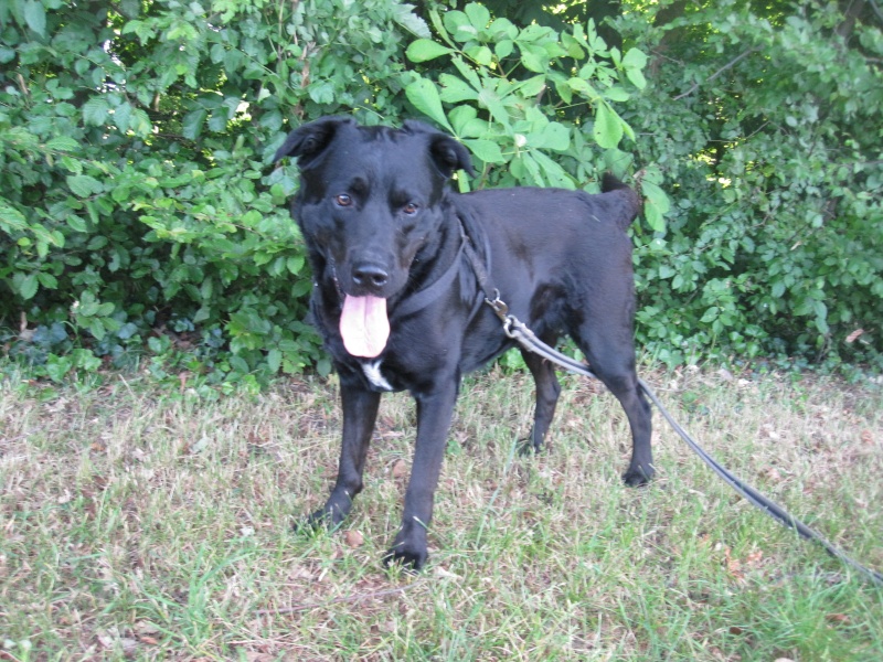 TYSEN - labrador 7 ans - SLPA à Amance (54) Tysen_11