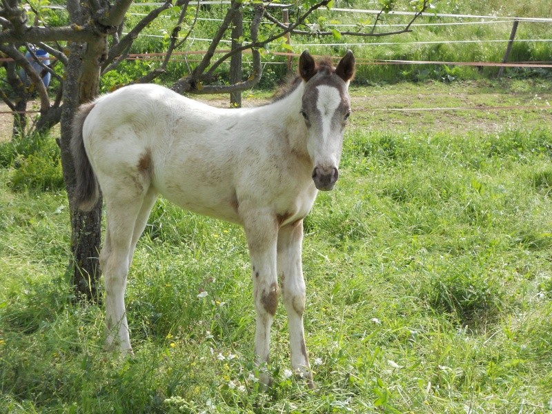 Géne, spot robe et génètique appaloosa ! 1er_va13