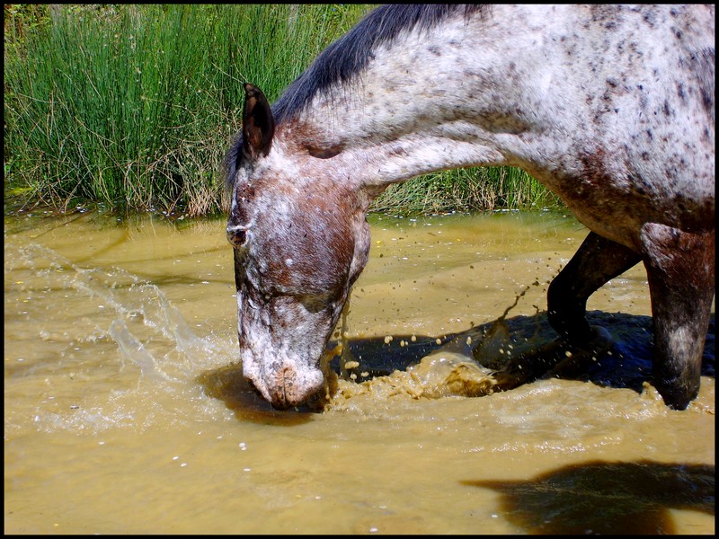 Les chevaux et l'eau, venez votez... Loutre11